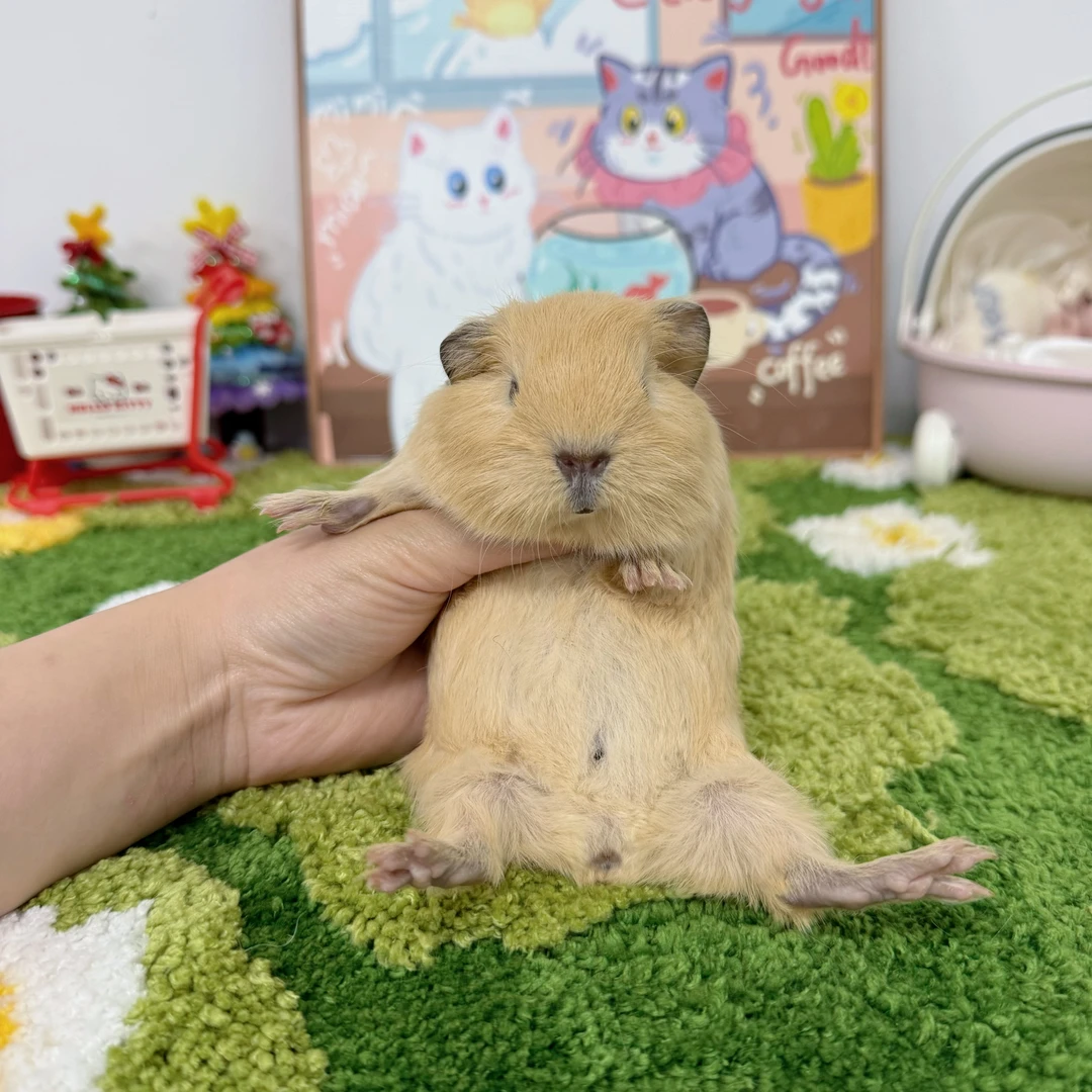 圆圆奶黄英短弟弟顺丰包邮