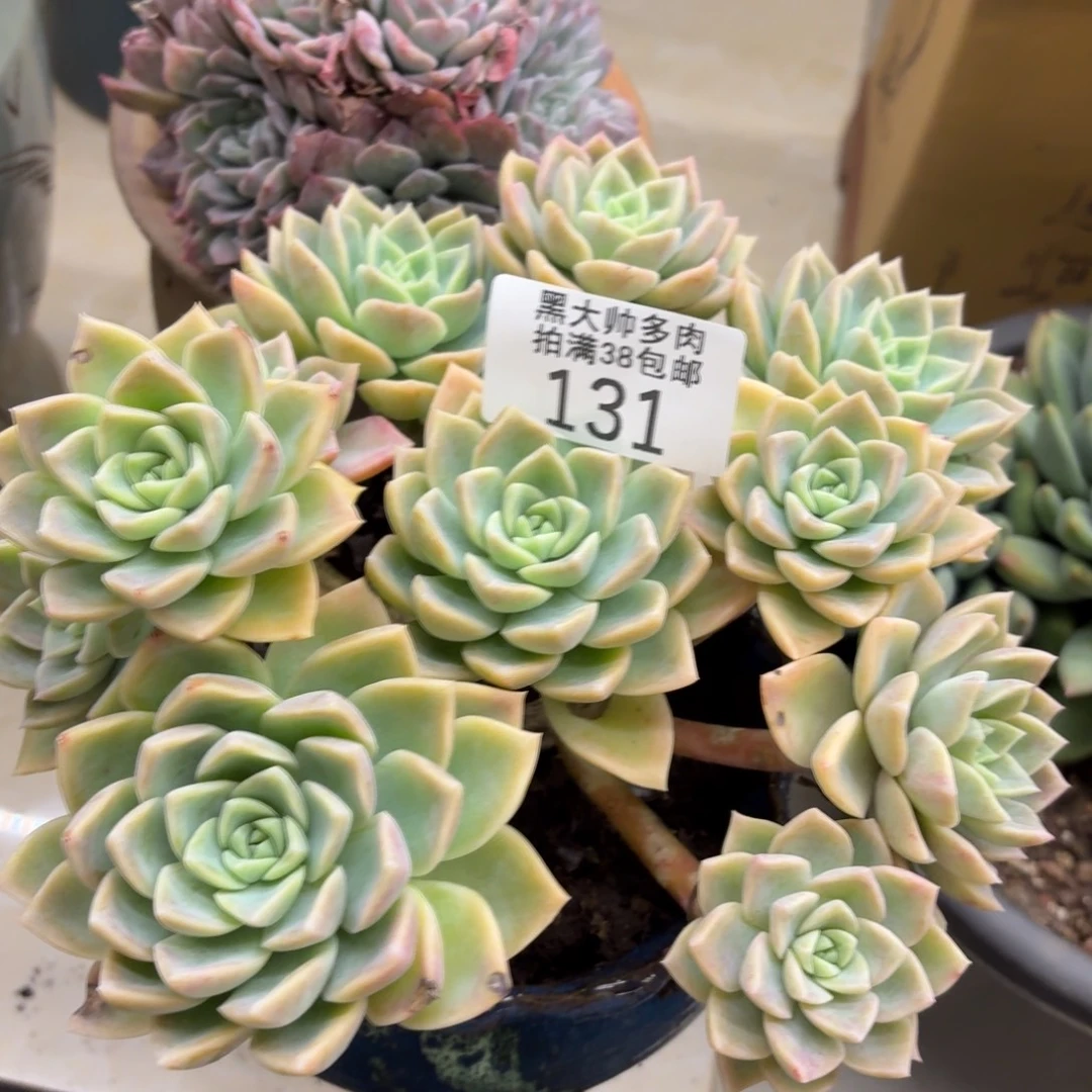 心***琴黑大帅多肉131哈利