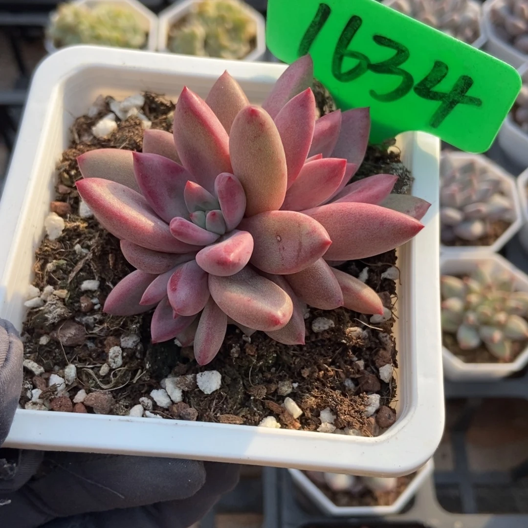 1634桃花源多肉植物