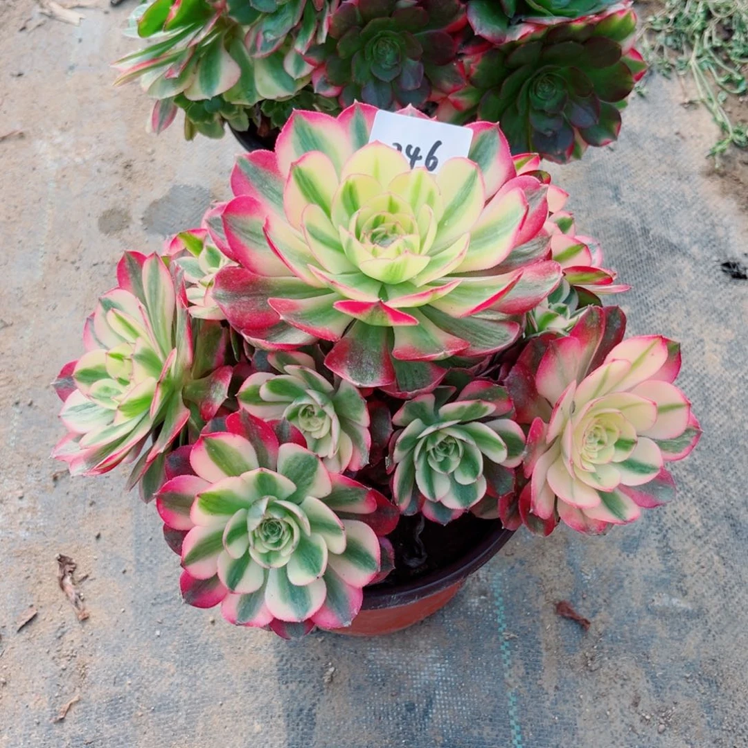 246红荔枝法师多肉植物