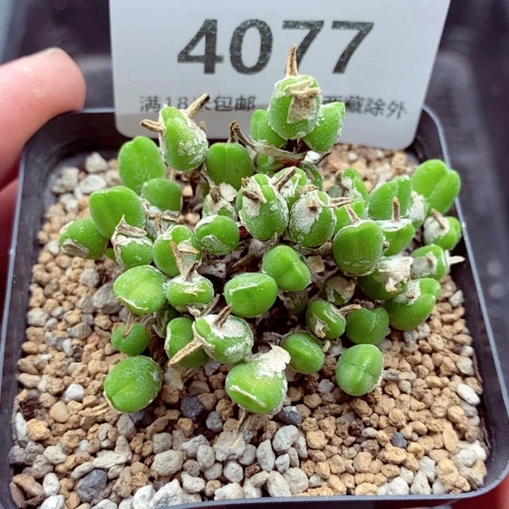 4077。