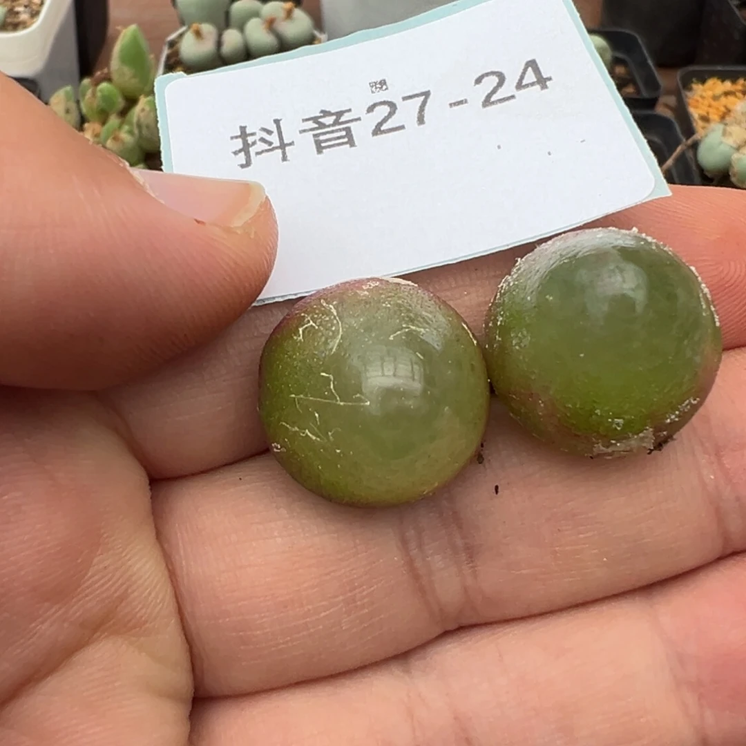 27-24肉锥多肉植物