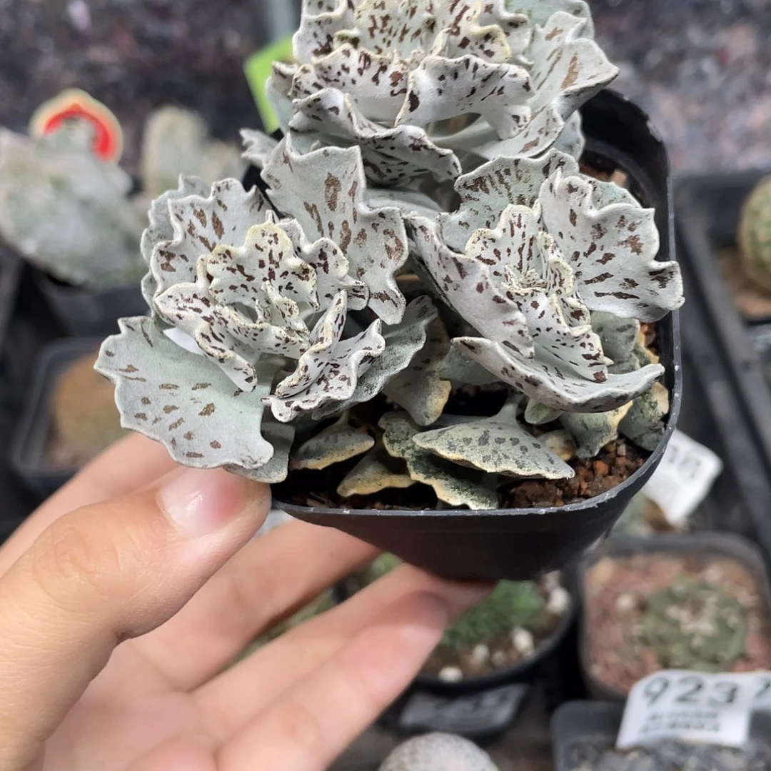 一盆三颗雀扇（满18元包邮）