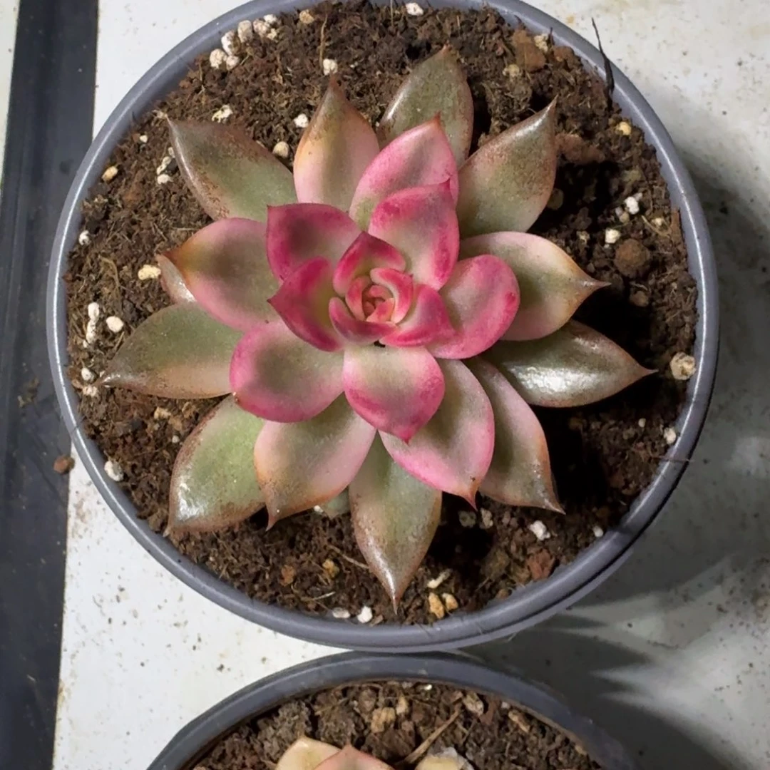 火焰山 锦 一物一拍