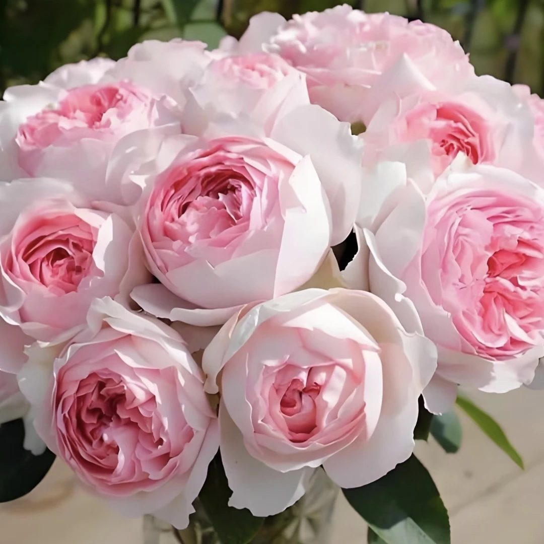 【乙女心】阿木 精品独颗月季露天苗四季开花耐寒耐热