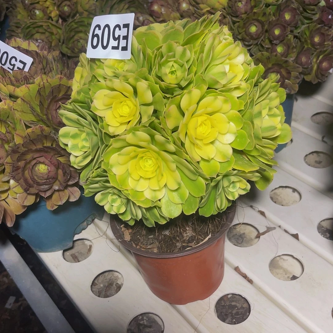 辛尼亚法师3-34包邮法师