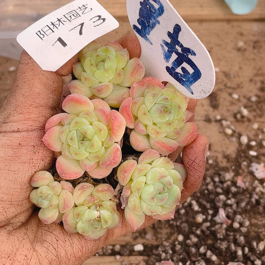量拍多肉植物多肉植物173