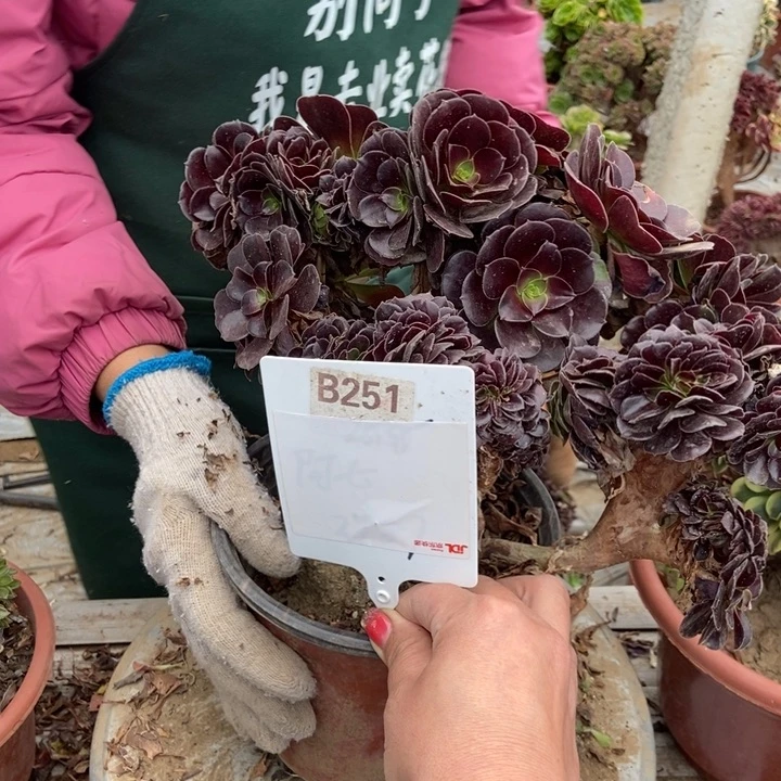 海***洋B251欧紫缀化老桩老桩