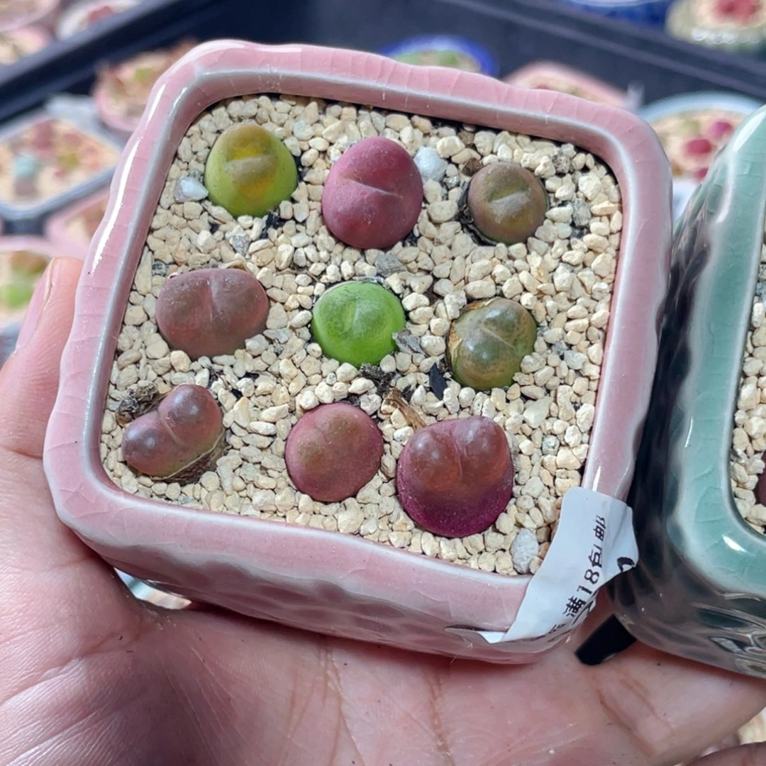 无花朵8280-一物一拍 带盆