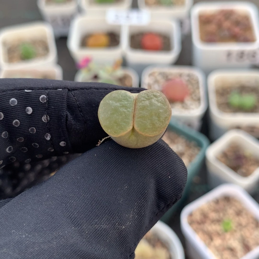 329磁铁风铃一颗