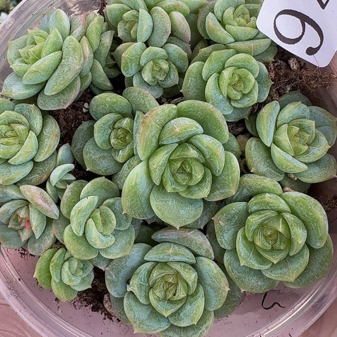 多肉植物多肉植物944