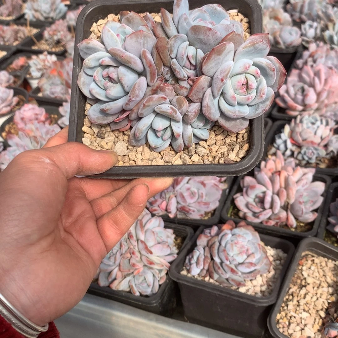 无花朵哈哈哈哈哈哈哈哈13