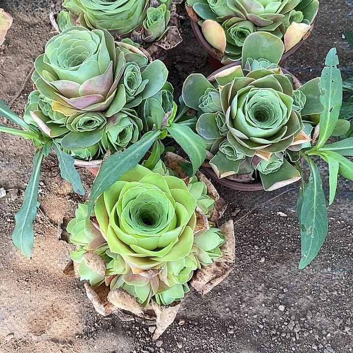 无花朵楚**O多肉植物60号5颗