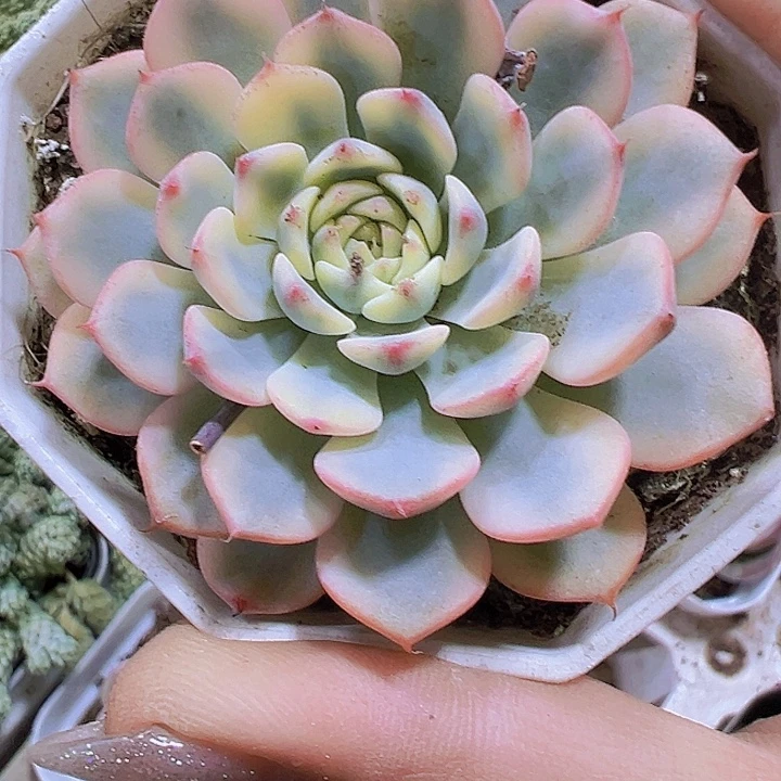 姬莲锦19包邮多肉植物