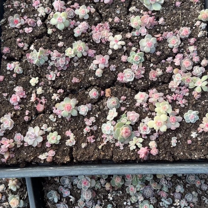 ****27号王者系列多肉一框