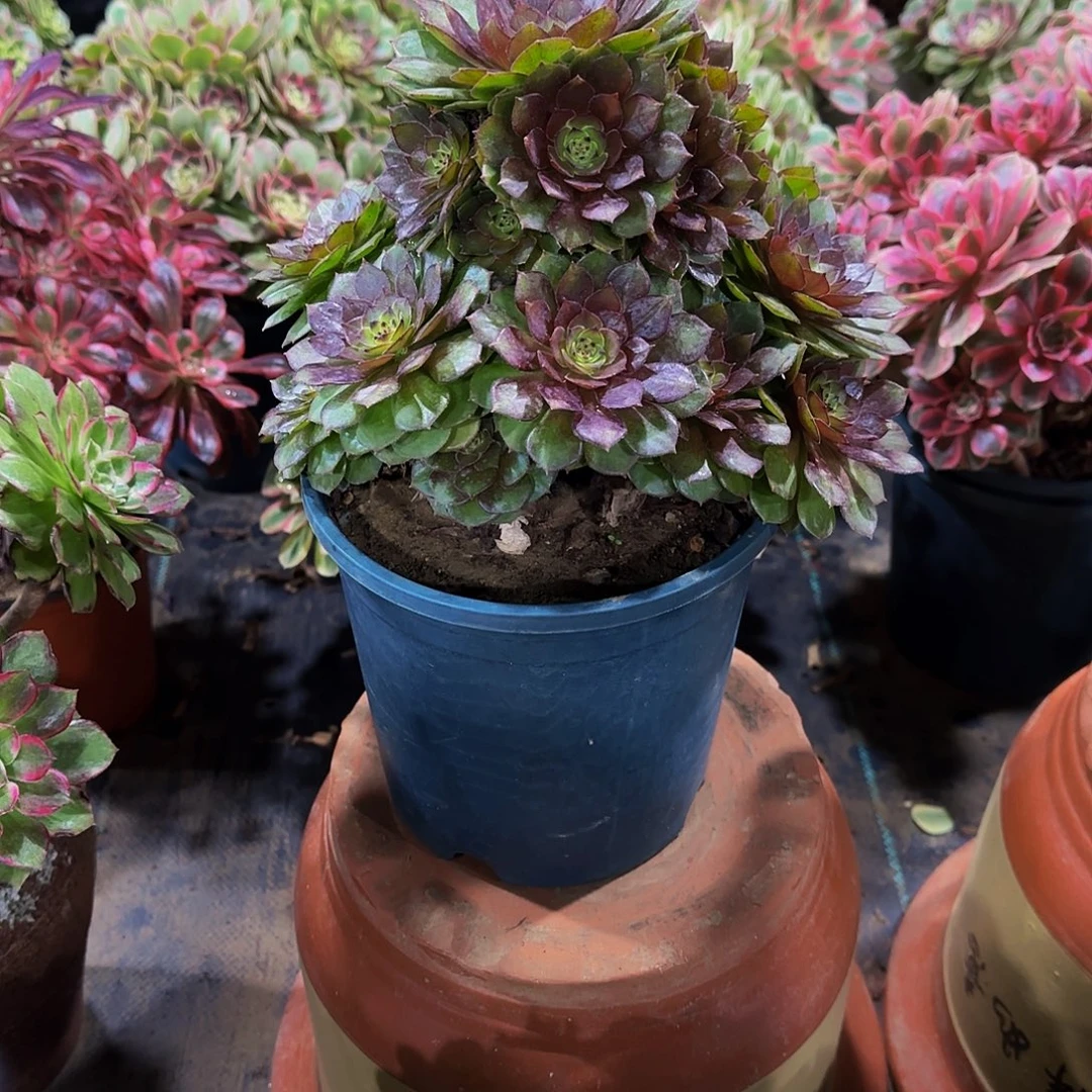 老庄红魔法师35.8