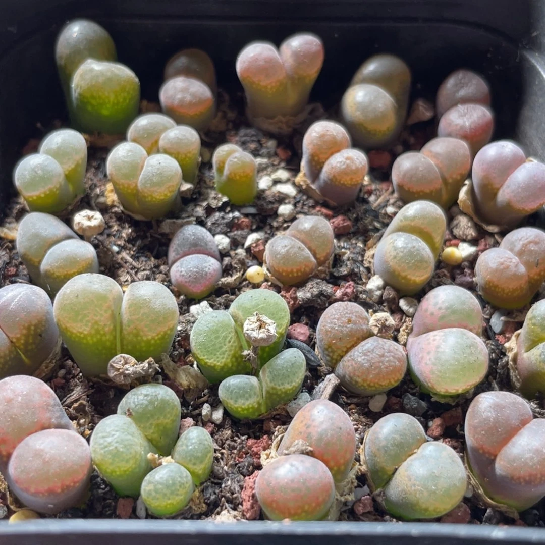 大盆特价一物一拍～34