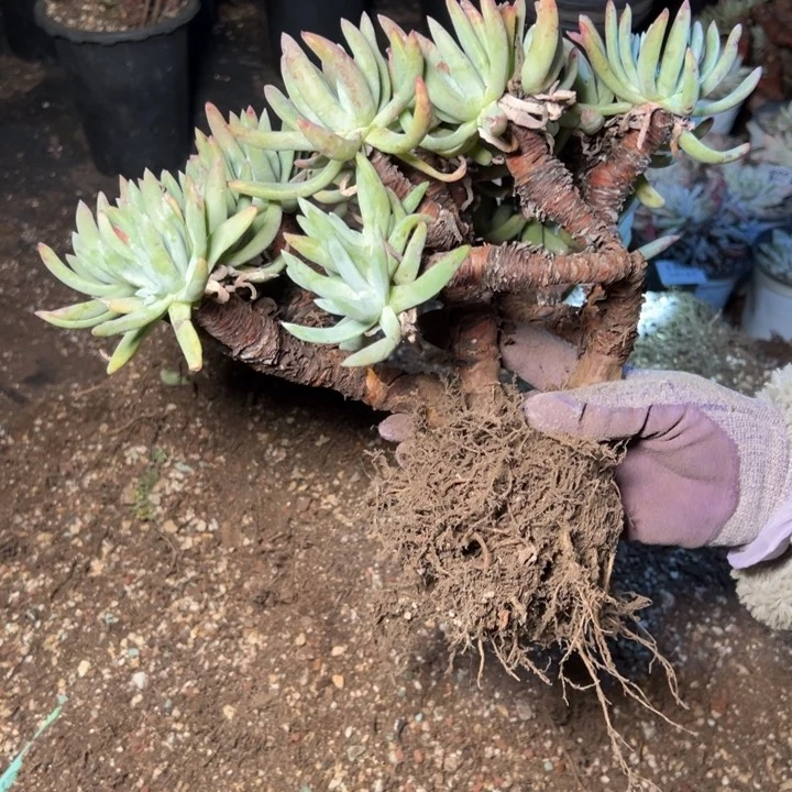 1682哈哈哈哈哈哈哈哈