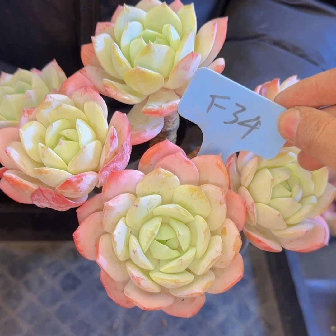 多肉植物的生长发育和生长发育