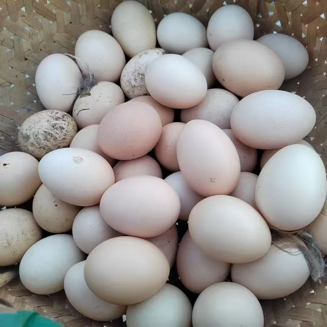 东北农村散养鸡蛋