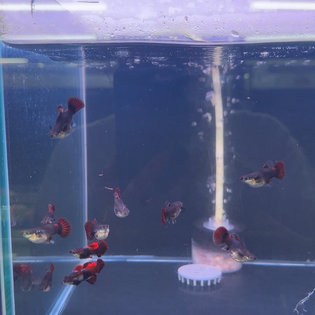 孔雀鱼折扇球2对