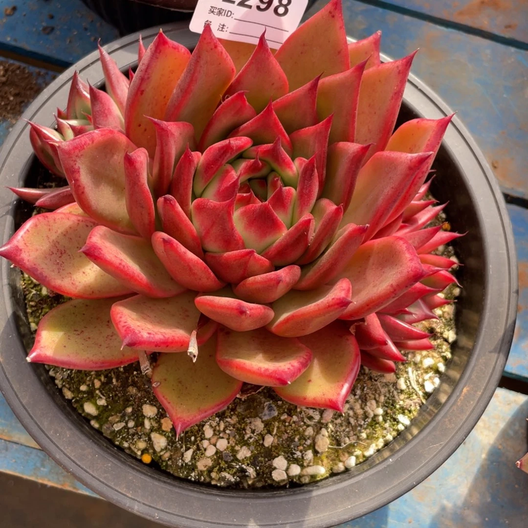 无花朵若如东云单拍E298