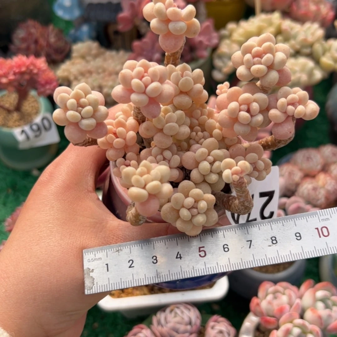 木***姐274 多肉植物组合