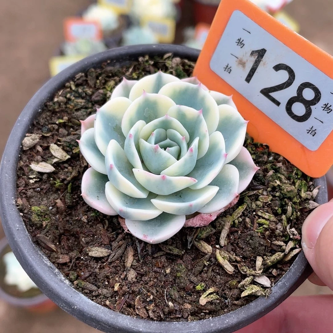【闪购商品】128号