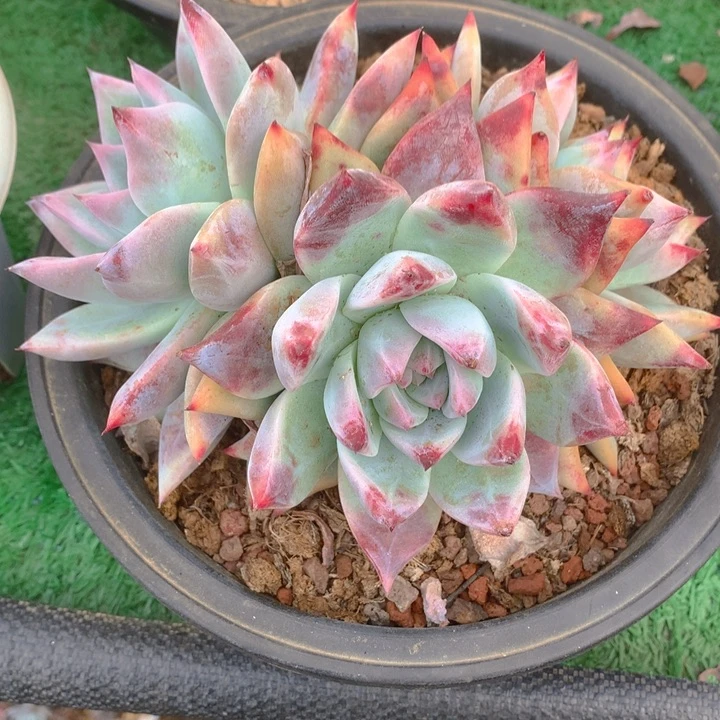 白*多肉乐园精品祖母绿