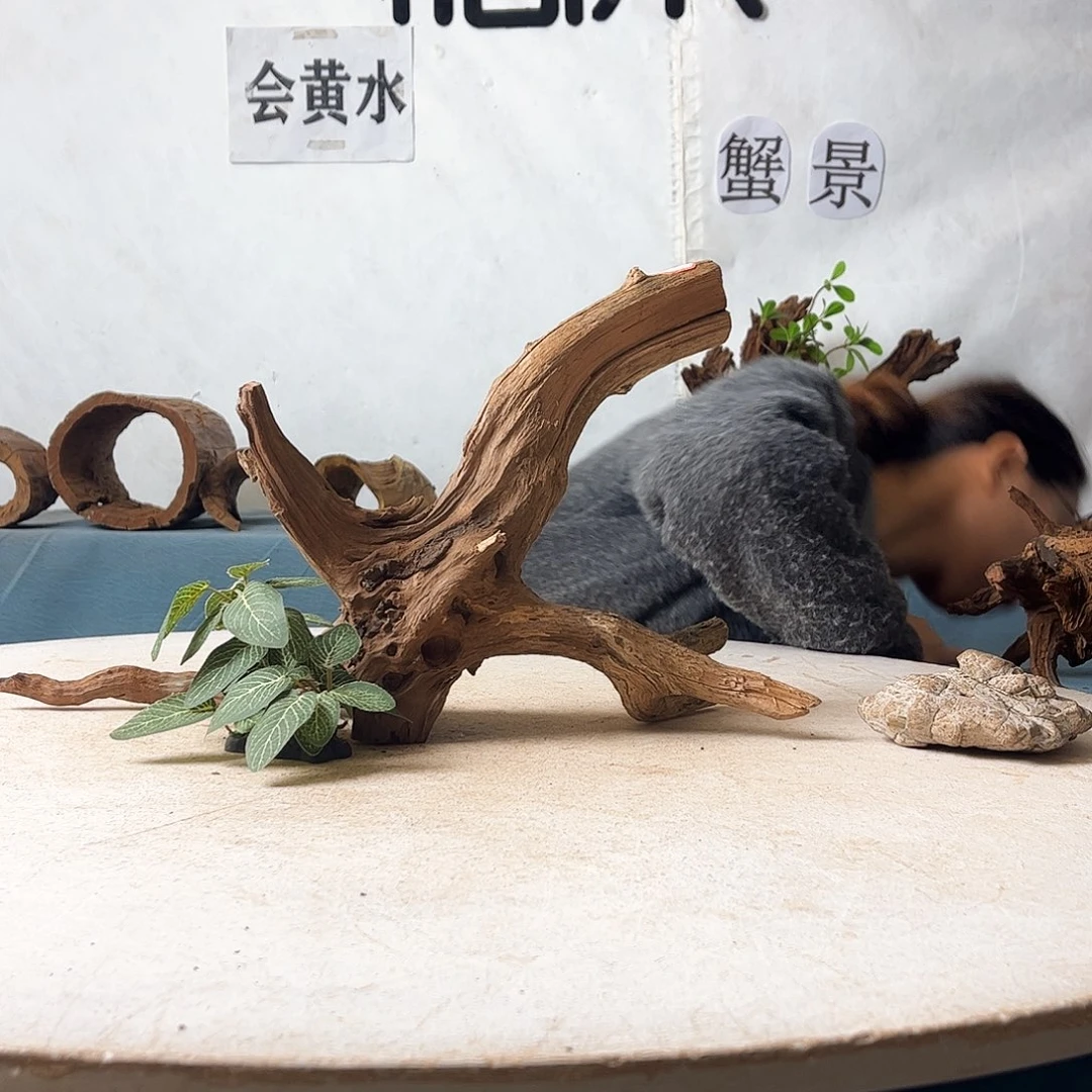 寄居蟹造景沉木造景