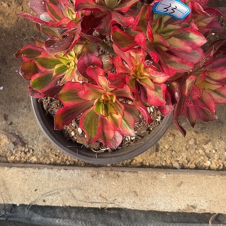 董***厨33魅影砍过法师多肉