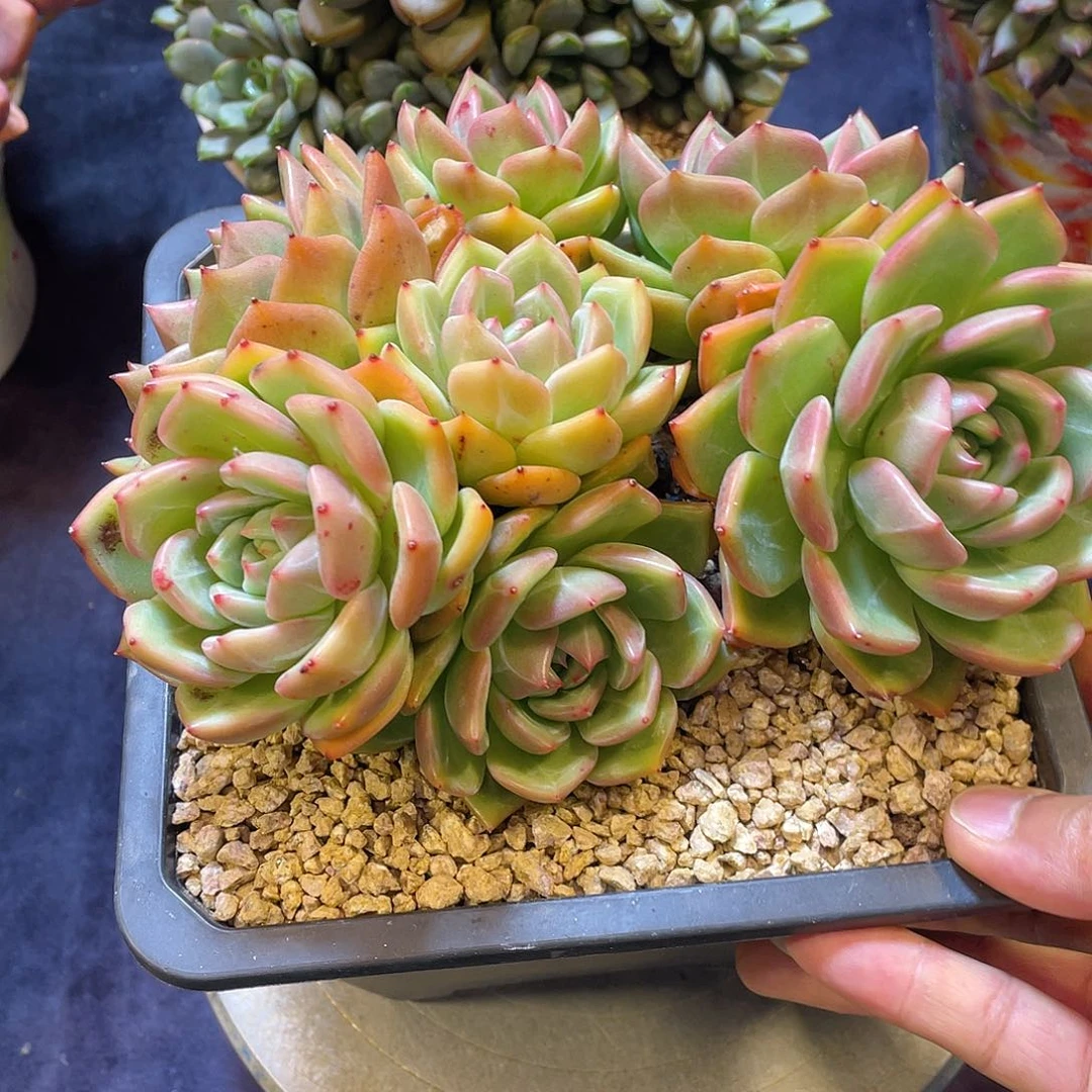 多肉植物带盆物流自付
