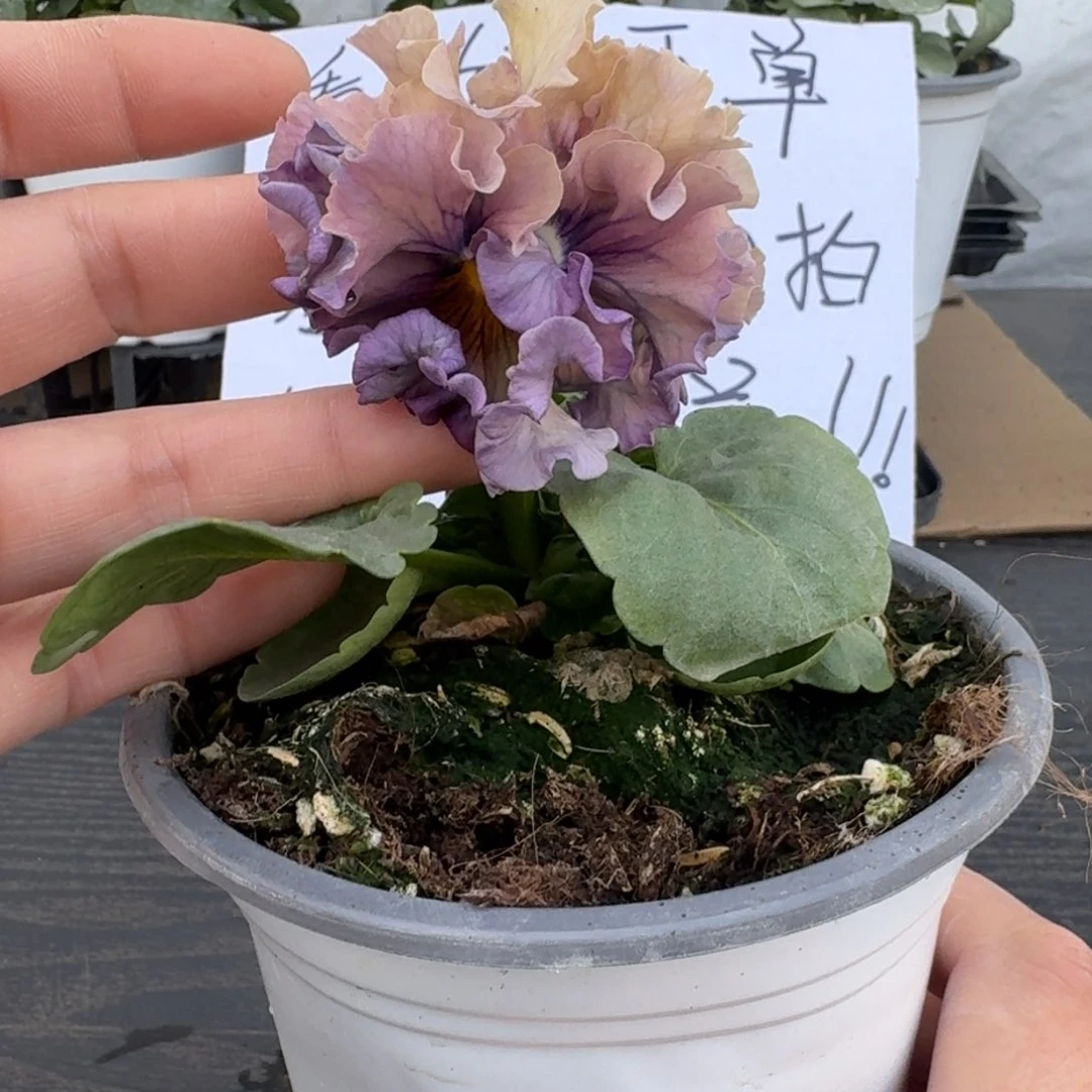 全部花朵512号洛可可