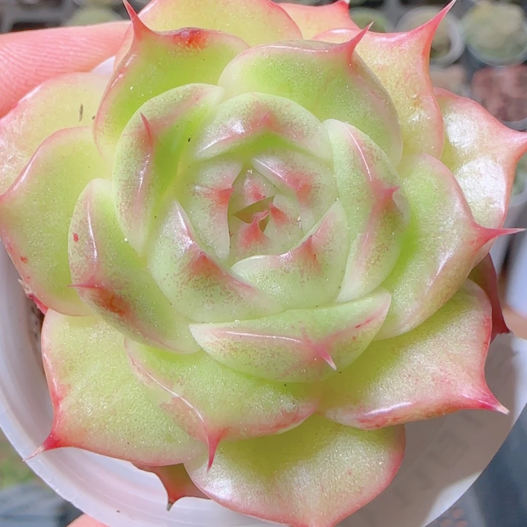 花语逸镜1110-250福利