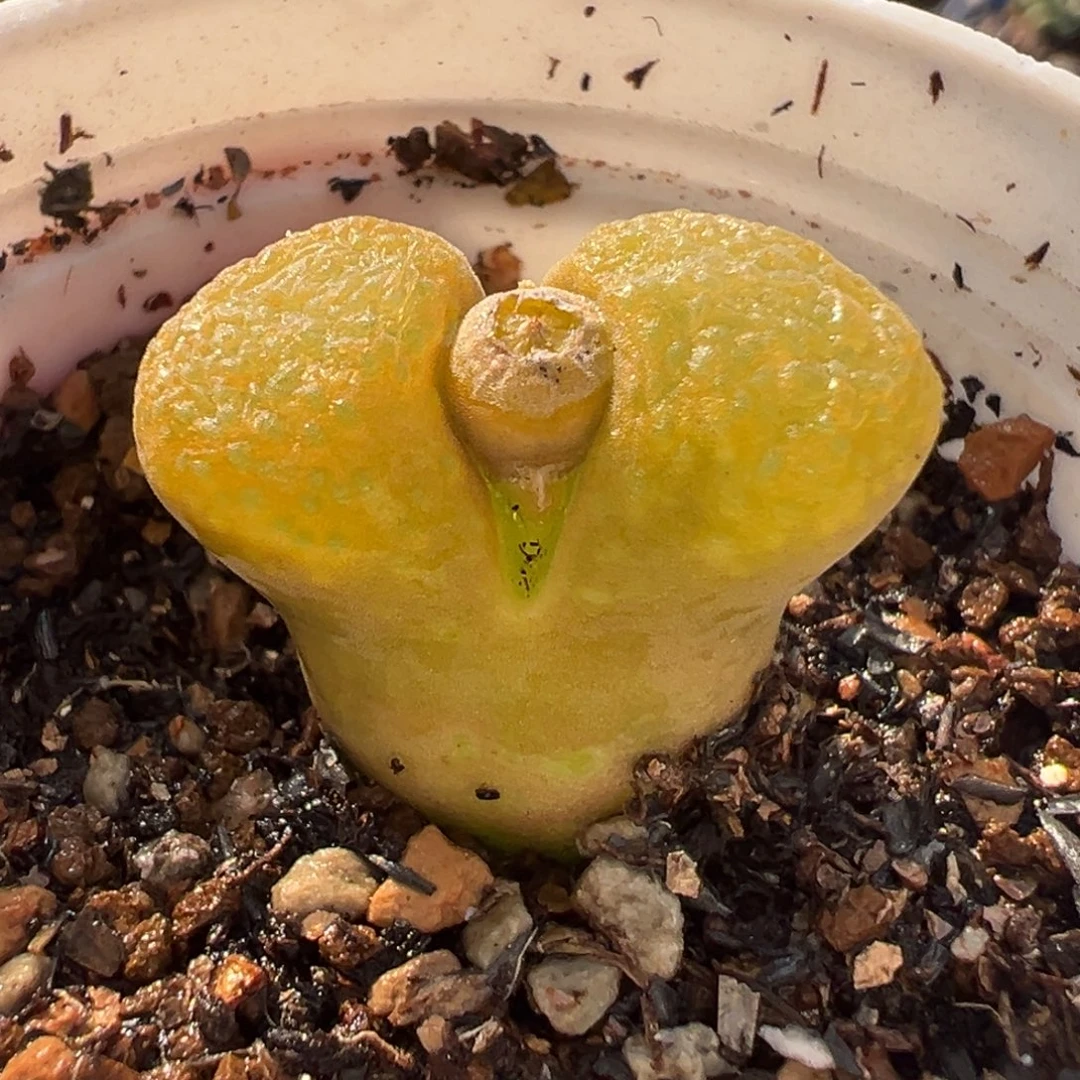 258多肉植物种类多样