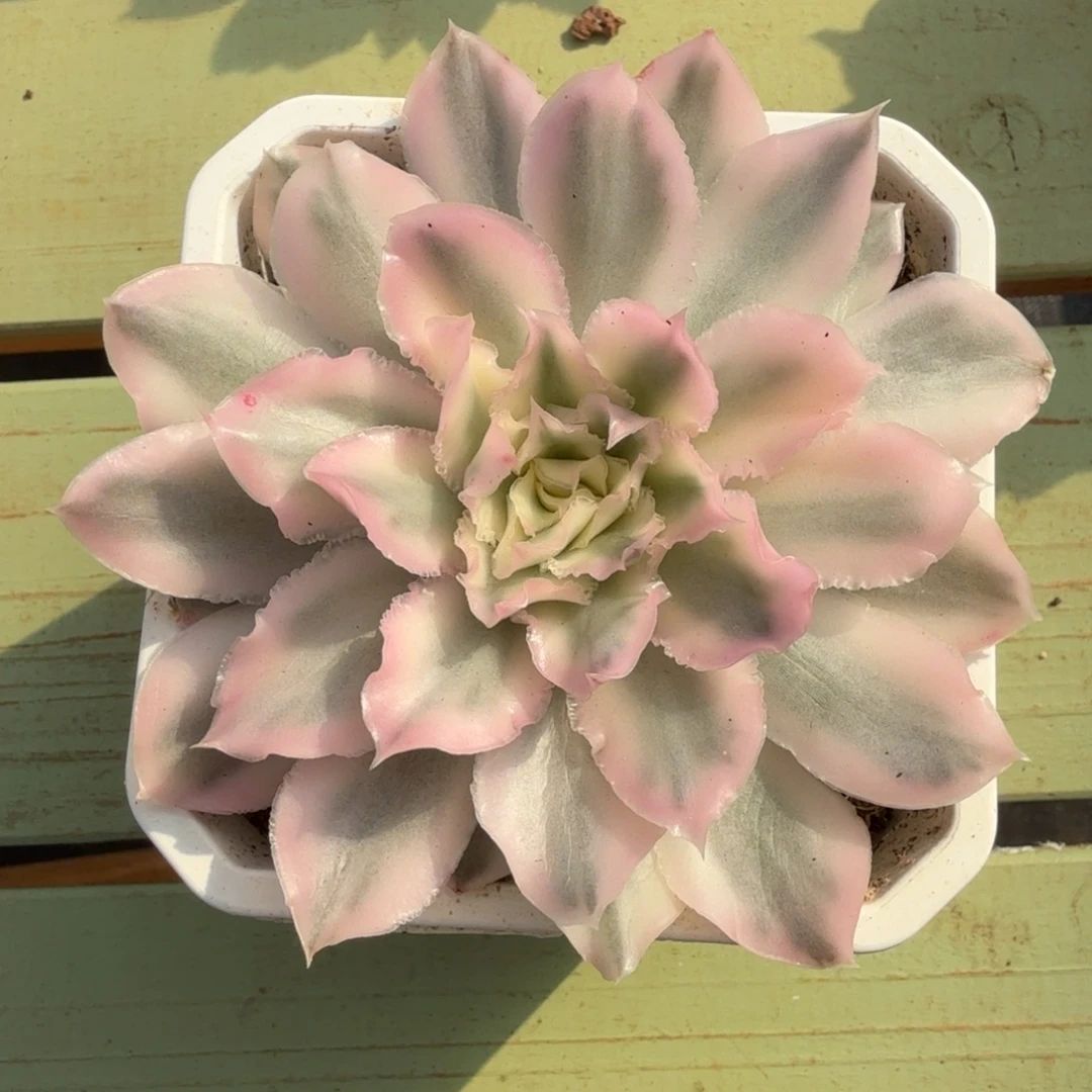 紫蝴蝶锦锦上园艺一物一拍