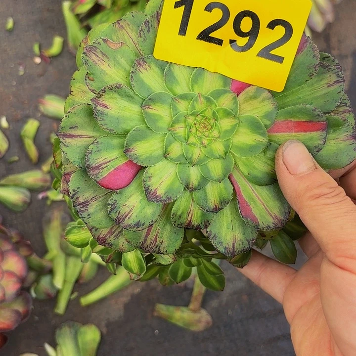 多肉植物知否1292