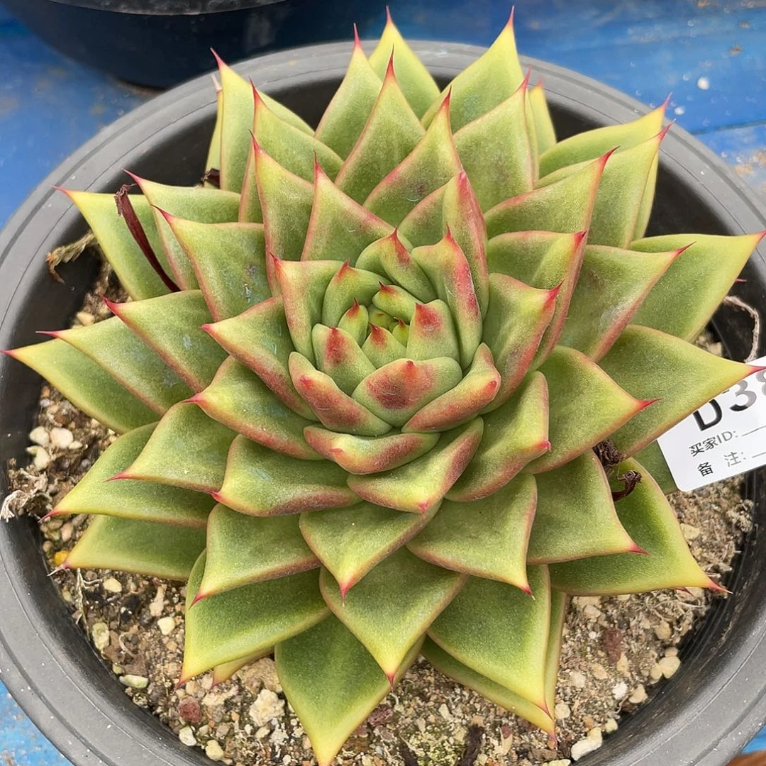 若茹东云单拍D387