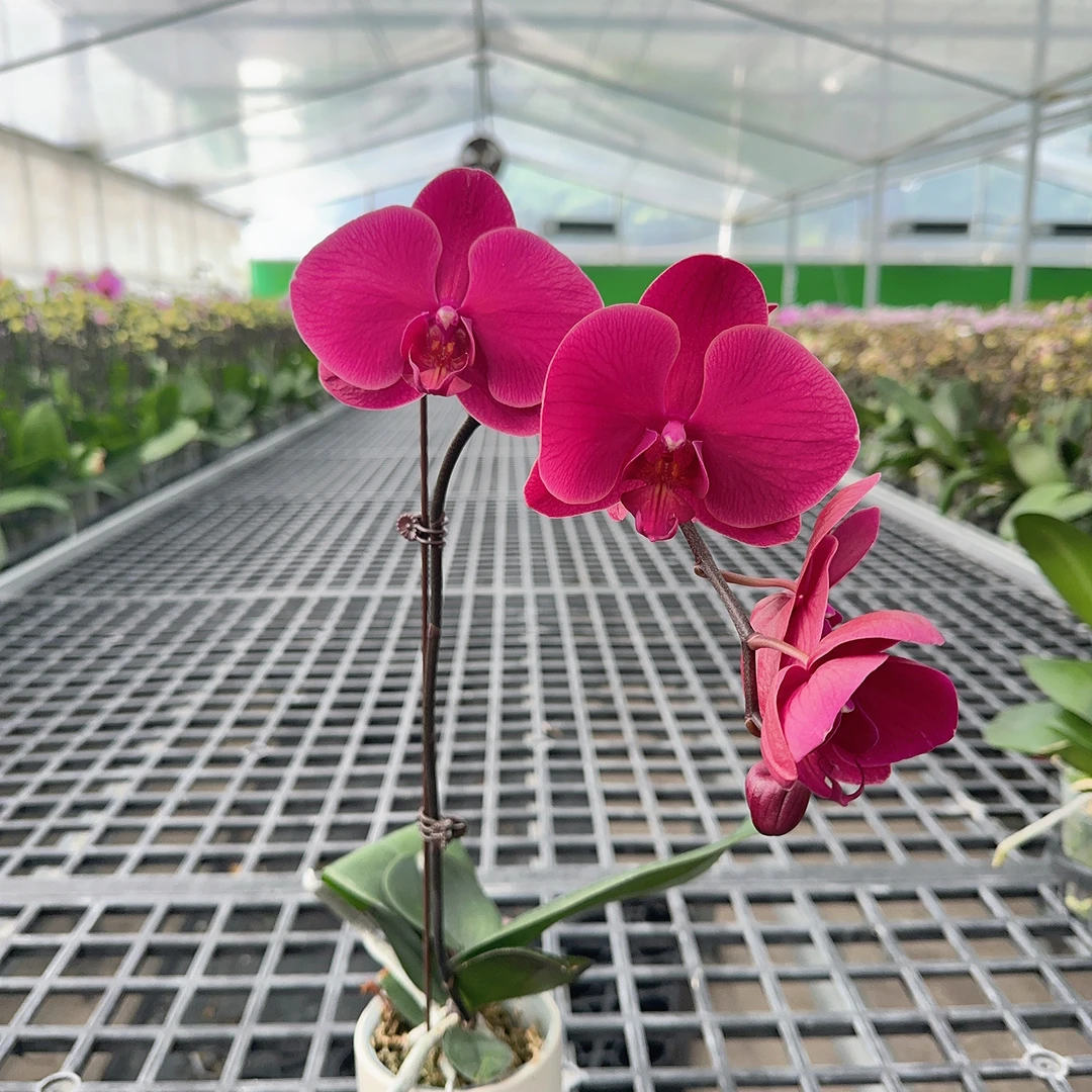 成功【洋洋得意】蝴蝶兰花卉带花剑带花苞盆栽四季植物