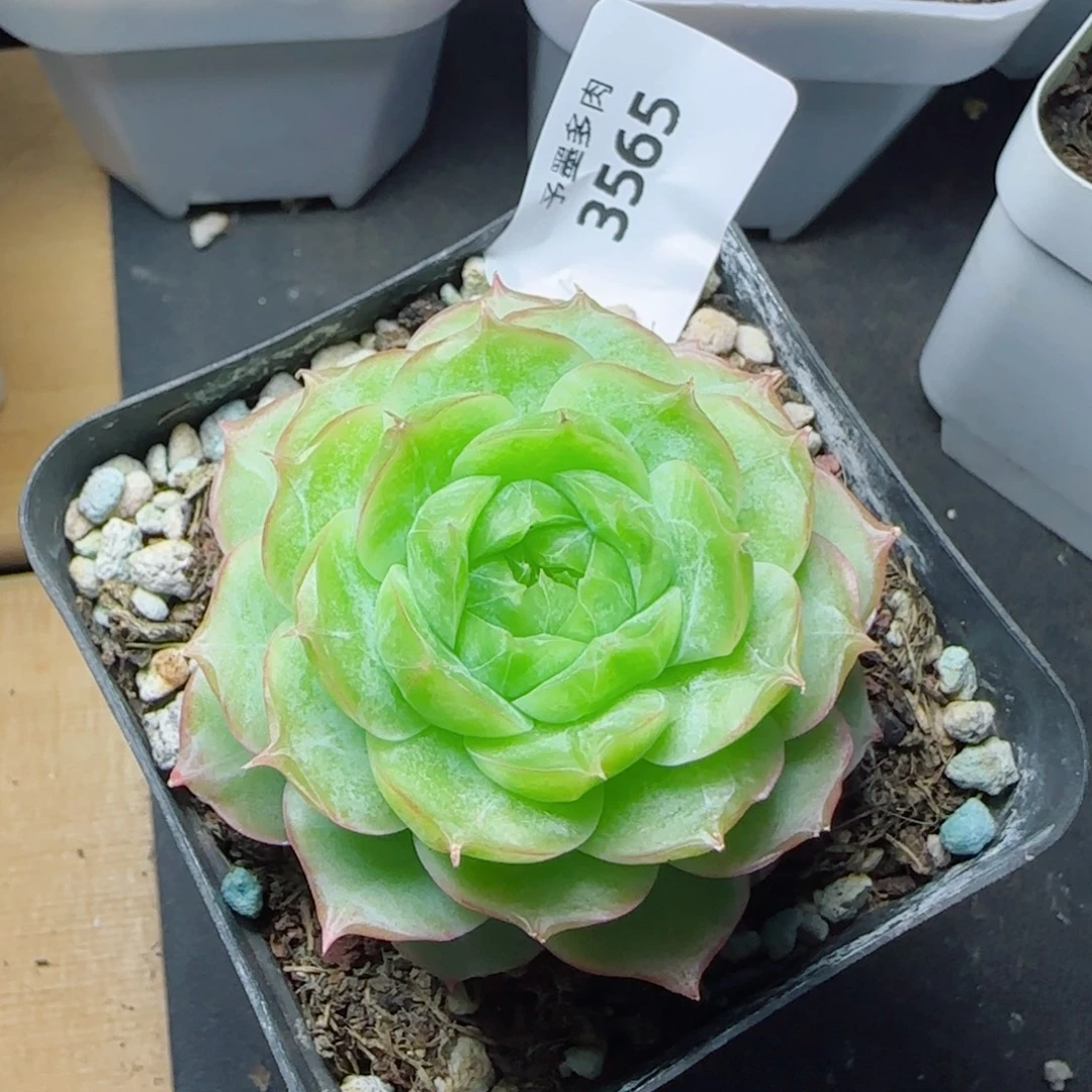 翡翠明珠，3565多肉植物