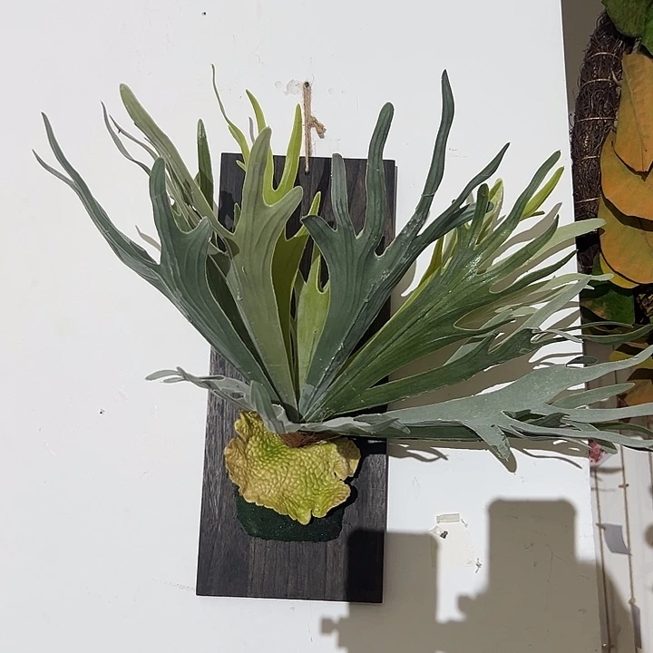 一口价样品，大号鹿角角超级重工