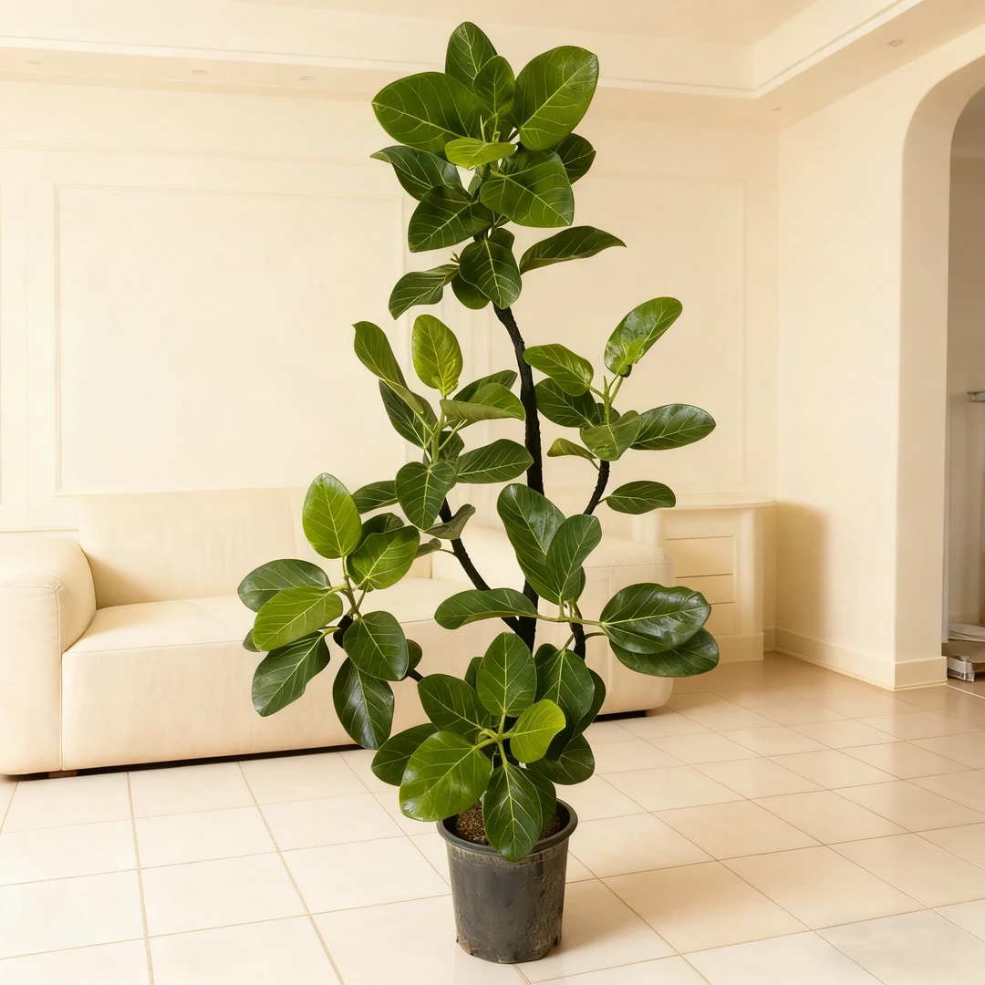 孟加拉榕带造型老桩盆栽大型真绿植办公室内客厅落地式榕树