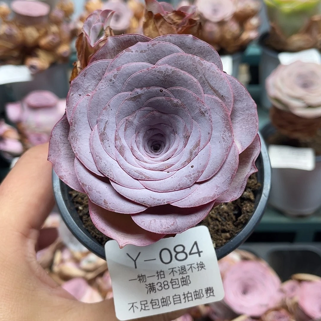 不知名福利084一物一拍