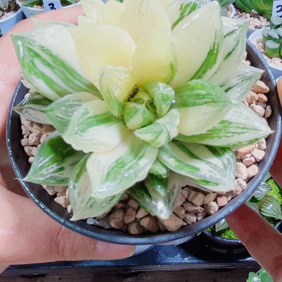 宝草锦寿多肉植物6666