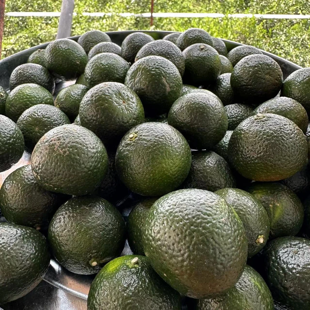 -【陈皮放漏-孤品现场抢漏】梅江东甲天马茶坑南坦临时连接