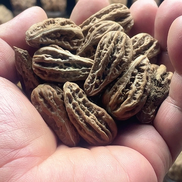 无***知文玩核桃把件东北核桃