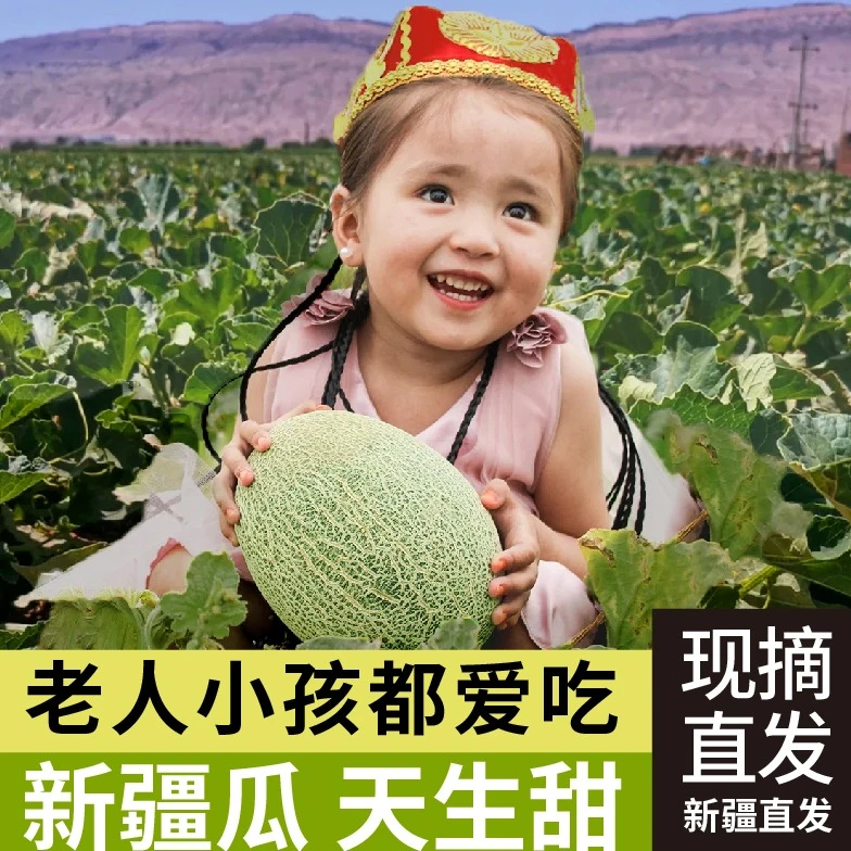 哈密瓜正宗新疆哈密瓜新疆西州蜜脆甜多汁坏果包赔冷链新鲜直达