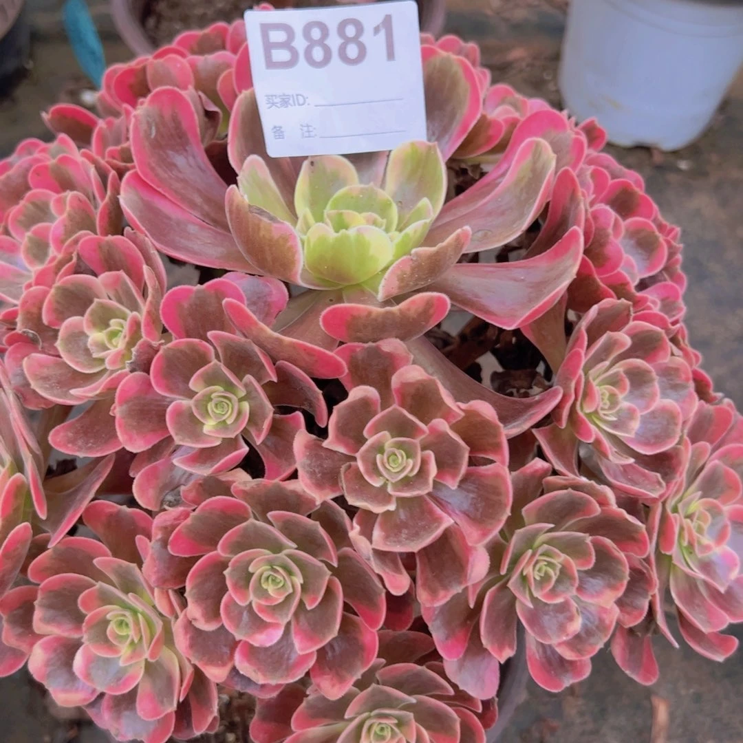 881，爱神多肉植物法师
