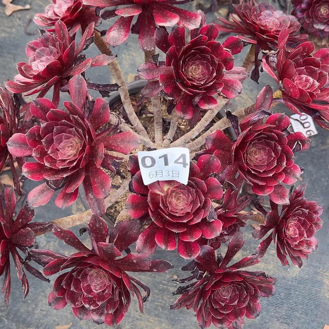 6.3-14美姬多肉植物1