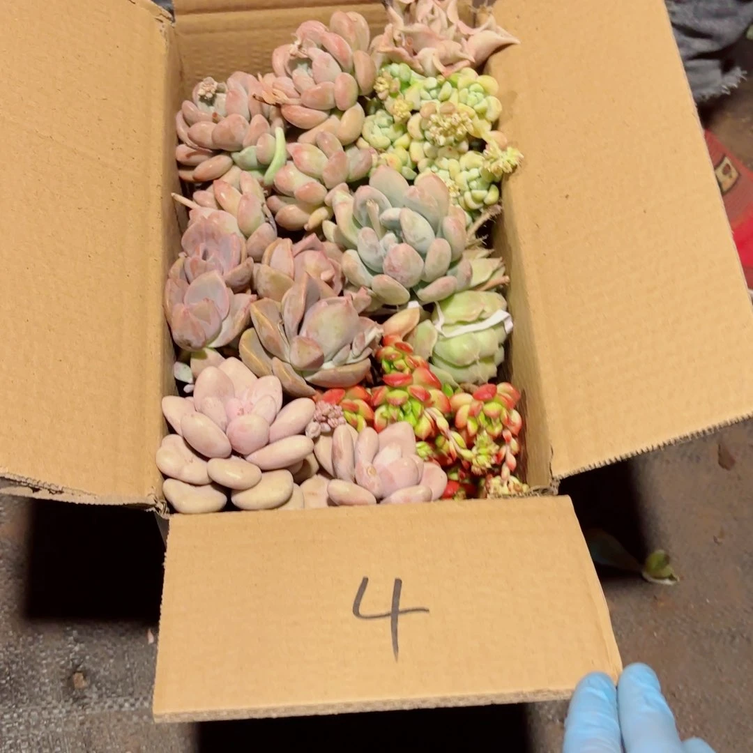 给****糖杂花断枝断头处理不售后4